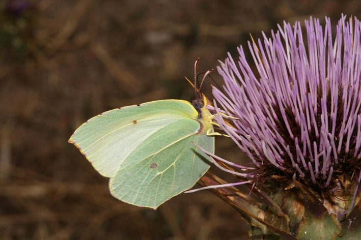 Gonepteryx cleopatra